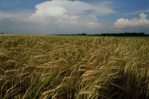 Gerste (Foto: Gf&Ouml;)